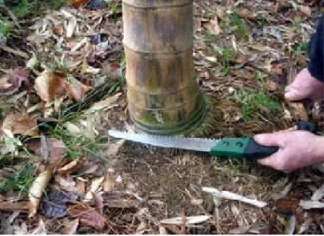 Gambar 2.1 Bambu siap panen