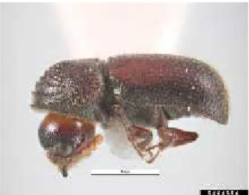 Gambar 2.3 Dinoderus Minutus II.7 Bakteri Penyerang pada Dinoderus Minutus