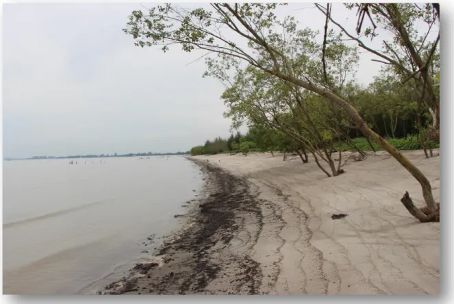 Gambar 2.4   Ekosistem Mangrove di Timbulan Tanah Desa Kota Pari Kecamatan Pantai  Cermin 