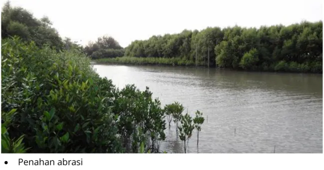 Gambar 2.6 Foto Mangrove di Sungai Nipah Kabupaten Serdang Bedagai