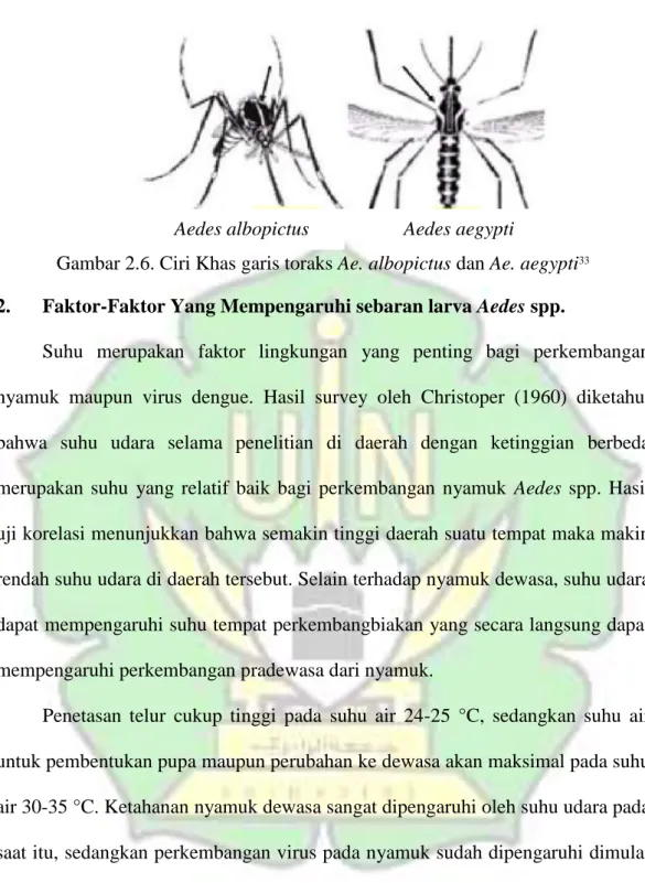 Gambar 2.6. Ciri Khas garis toraks Ae. albopictus dan Ae. aegypti 33 2.  Faktor-Faktor Yang Mempengaruhi sebaran larva Aedes spp