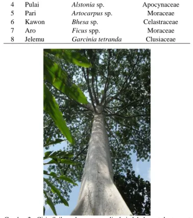 Tabel 1. Jenis-jenis Pohon Sialang pada Orang Rimba di TNBD 
