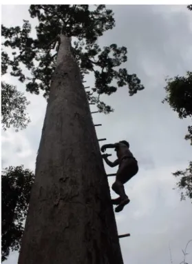 Gambar  3.  Piawang  pada  saat  memanjat  pohon  sialang  dengan  menggunakan lantak 