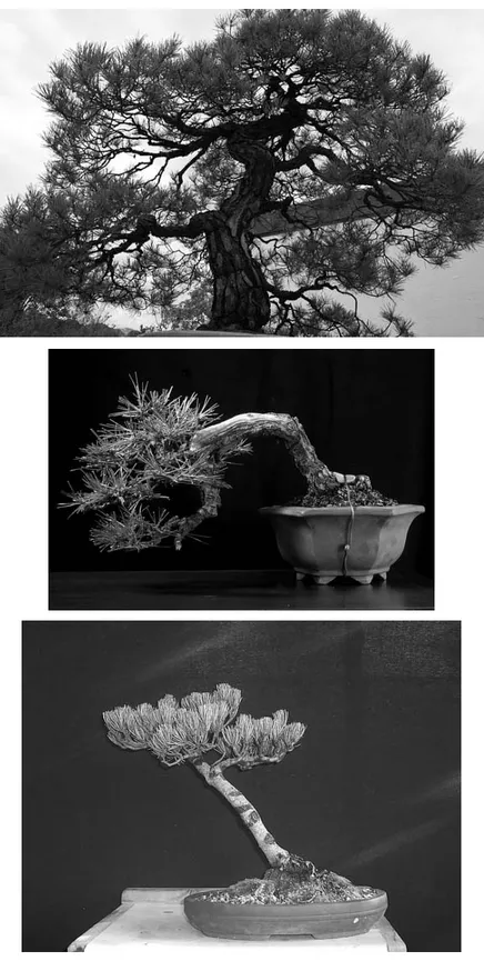 Gambar 1.7 Pohon Cemara Jenis Japanese Red Pine,   Japanese Black Pine dan Japanese White Pine 