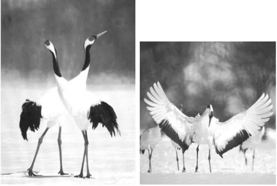 Gambar 1.6 Burung Bangau Jenis Japanese Red Crowned Crane 