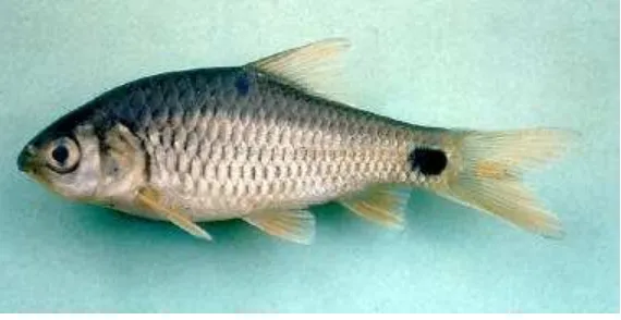 Gambar 1.  Ikan beunteur (Puntius binotatus C. V. 1842). 