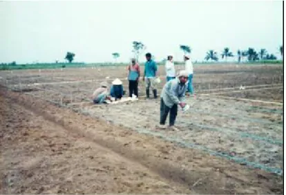 Gambar 5. Pemupukan P pada percobaan kalibrasi uji P di lahan  kering di Mulyorejo, Lampung