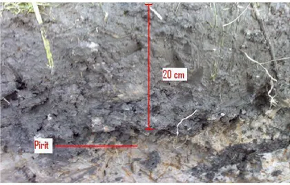 Gambar 8  Kedalaman lapisan pirit dari permukaan tanah 