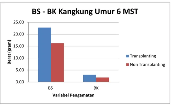 Gambar 1.5. Histogram BS-BK Kangkung pada Perlakuan Berbeda Umur 6 MST  Histogram di atas menunjukkan berat segar dan berat kering tanaman kangkung pada  perlakuan transplanting dan non-transplanting saat berumur 6 minggu