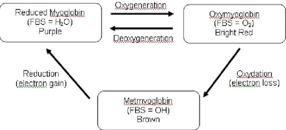 Gambar 18. Reaksi Mioglobin 