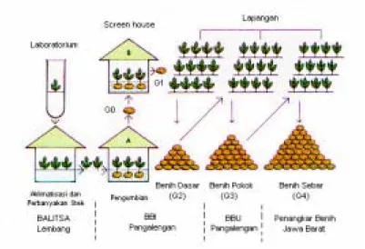 Gambar 2. Pola Perbanyakan Produksi Benih Kentang di Indonesia dan atau Jawa Barat