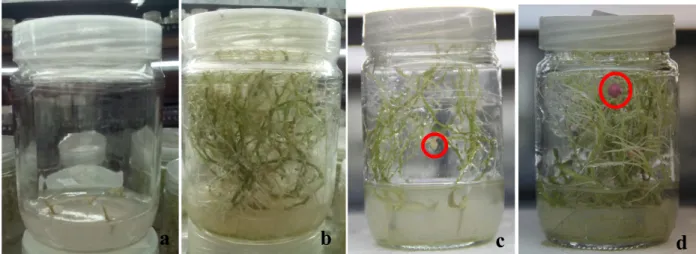 Gambar 1. (a) eksplan tanaman kentang, (b) planlet kentang umur 8 minggu, (c) umbi mikro umur 7 hari setelah  pengumbian, dan (d) umbi mikro umur 8 minggu setelah pengumbian 