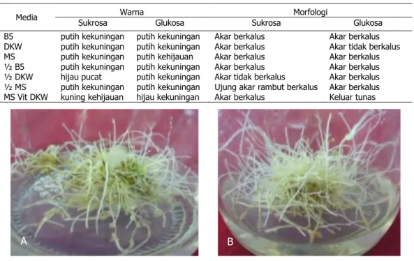 Table  5.  Colour  and  morphology  of  pruatjan’s  hairy  roots  on  some  media  compositions and carbon sources 