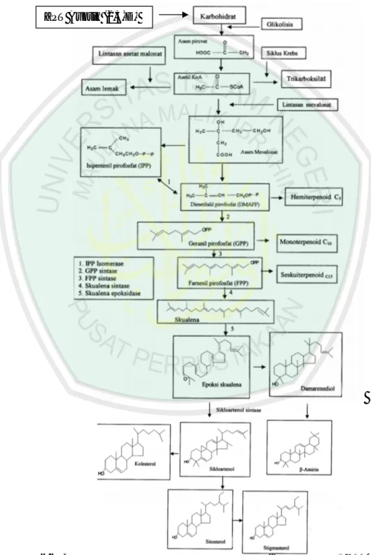 Gambar  2.6  Biosintesis  sitosterol  dan  stigmasterol  (Croteu  et  al,  2000  dalam  Darwati, 2007) 