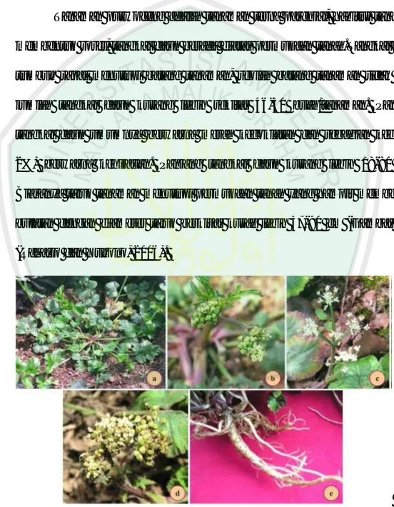 Gambar 2.1 Morfologi dari Purwoceng (Pimpinella alpina Molk.) a = tanaman, b 