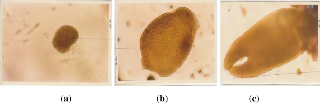 Gambar 2. Fase embriogenesis somatik langsung: (a). fase globular, (b). fase heart, dan                    ©