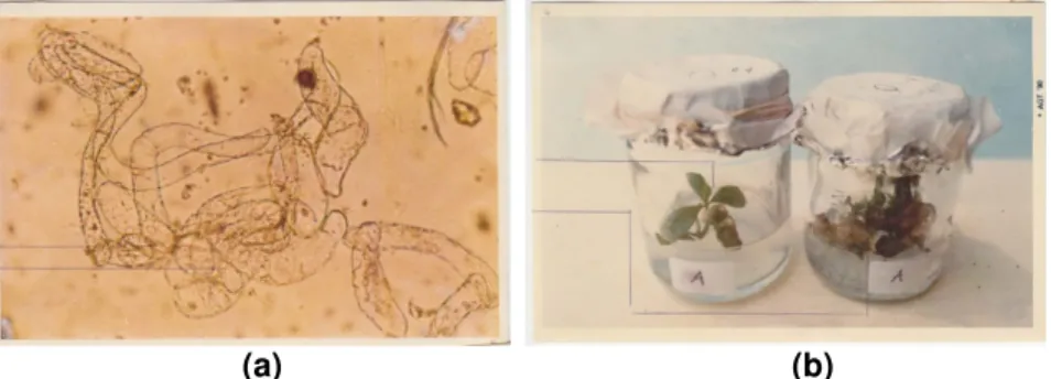 Gambar 3.  Sel-sel  dari  kalus  yang  remah  (a)  dan  planlet  dari  embriogenesis  somatik                         langsung (b)   
