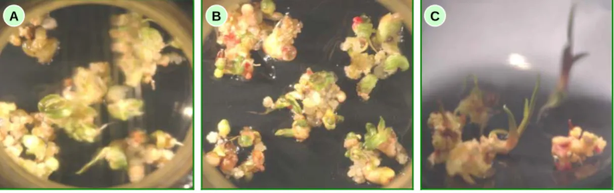 Gambar 1. Pertumbuhan dan perkembangan embrio somatik tanaman sagu sampai menjadi planlet
