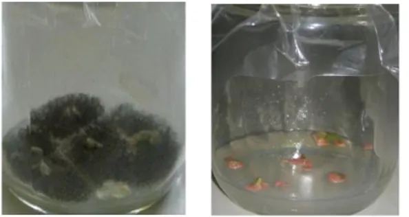 Gambar 1. Eksplan yang Terkontaminasi oleh               (A): Cendawan dan (B): Bakteri Tabel 2