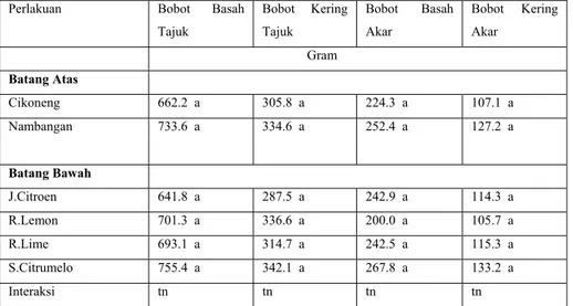 Tabel   6.  Bobot (Basah dan Kering) Tajuk dan Akar Jeruk Besar pada 6 BSP 