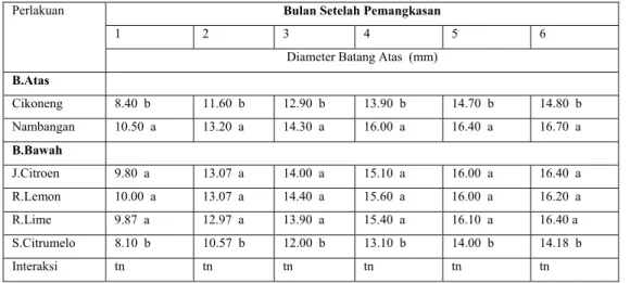 Tabel 4.  Diameter Batang Atas Tanaman Jeruk Besar   