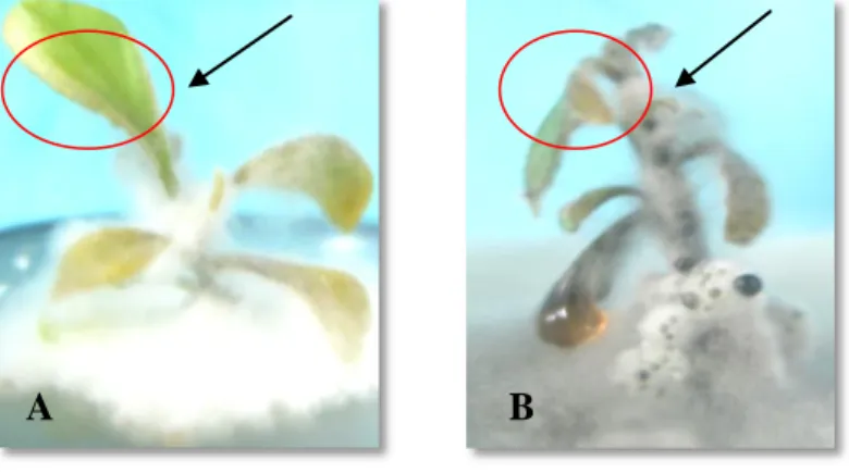 Gambar 2  Gejala lanjut Nekrosis dengan (A) Inokulum P.citrophthora (B)  Inokulum B. theobromae 