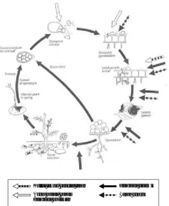 Gambar 4. Strategi Pengendalian Penyakit Phytophthora Berdasarkan Siklus Hidup Patogen.