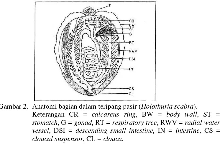 Gambar 2.  Anatomi bagian dalam teripang pasir ( Holothuria scabra). 