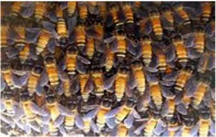Gambar 1. Madu Apis dorsata