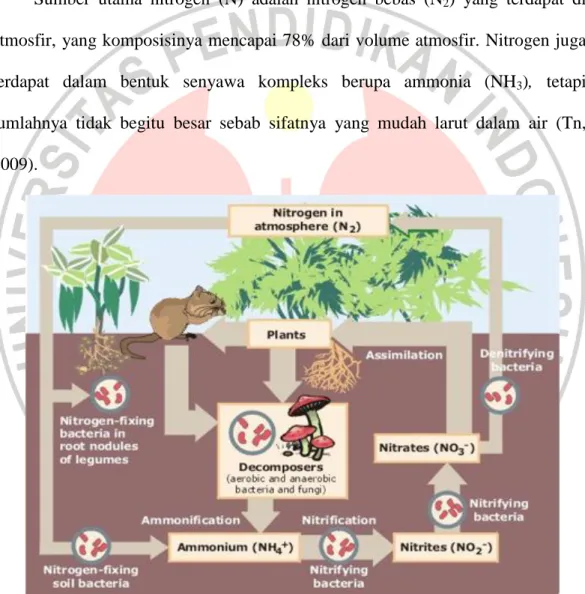 Gambar 2.1 Siklus Nitrogen 