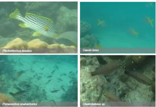 Gambar 2.4 Jenis Ikan di Perairan Gili Ketapang sisi Tenggara  Sumber: BPSPL Denpasar, 2013