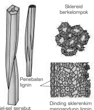 Gambar 2.4  Sel-sel sklerenkim