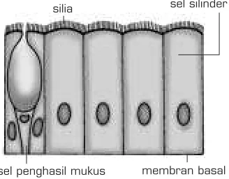 Gambar 2.17 Epitel bersilia
