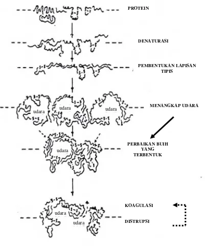 Gambar 1.  Mekanisme Pembentukan Buih          Sumber : Cherry dan McWaters ,1981  