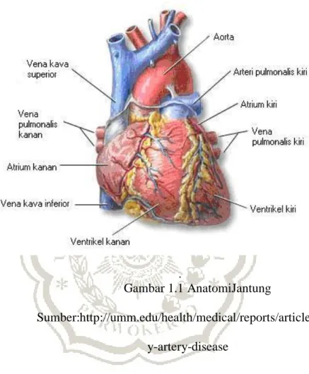 Gambar 1.1 AnatomiJantung 