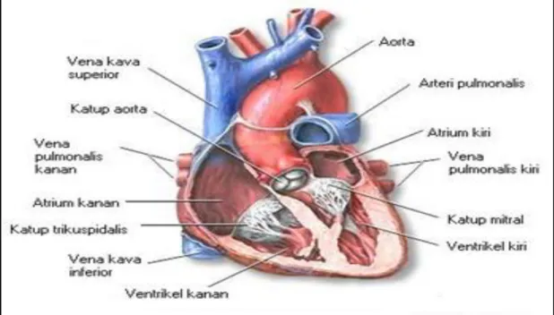 Gambar 2.1. Anatomi Jantung  20  2.2.1  Atrium Kanan 