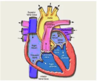 Gambar 2. 1 Anatomi Jantung Manusia  2.1.2  Cara kerja jantung [2] 