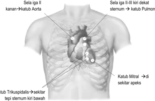 Gambar 2. Proyeksi Katub-katub Jantung di Dinding Dada Anterior  Sela iga II-III kiri dekat  sternum  katub Pulmonalis   Sela iga II 