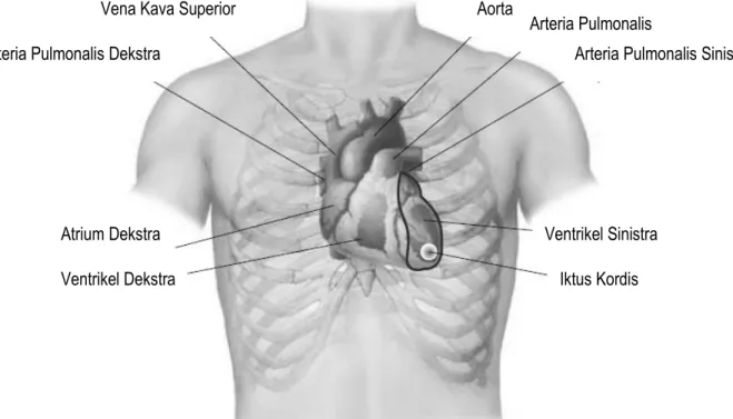 Gambar 1.  Proyeksi Jantung dan Pembuluh Darah Besar  di  Dinding Dada Anterior 