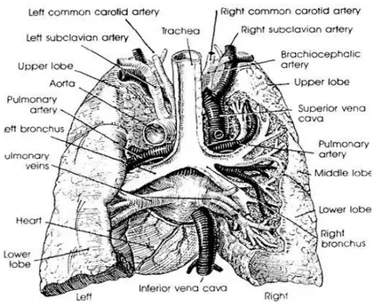 Gambar 2.2 : Anatomi Paru