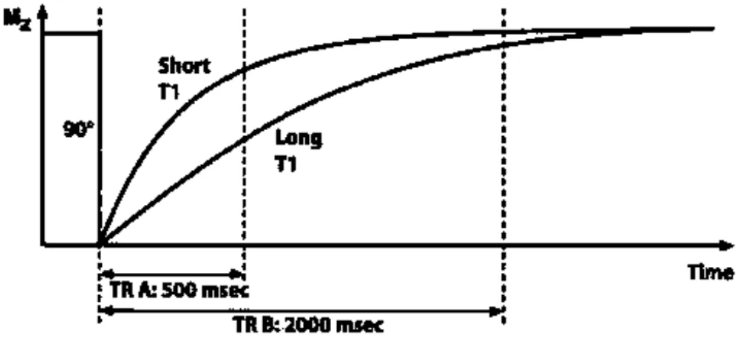 Gambar 2.6 Hubungan antara TR dan kontras T1 (Weishaupt, 2006) 