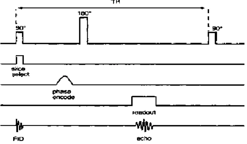 Gambar 2.8 Phase Encode pada Spin Echo (Westbrook dan Kaut, 1998)  2.3.2  Fast Spin Echo 