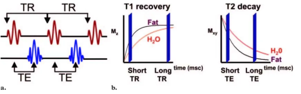 Gambar 2.11 (a) Skema representasi dari TR dan TE (b) Grafik TR dan TE panjang,  pendek saat pembobotan T2 dan T1 