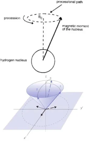 Gambar 2.5 Proses dari Presesi atom Hydrogen (Bushberg, 2002) 