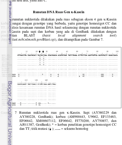 Gambar 7 Runutan nukleotida ruas gen κ-Kasein. Sapi (AY380229 dan 