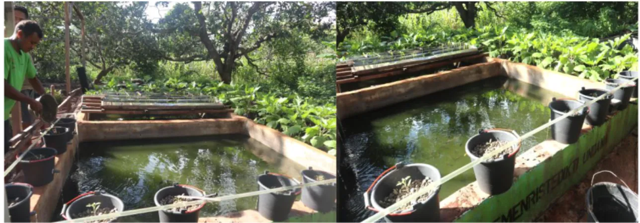 Gambar 1. Bentuk kolam dan budidaya ikan air tawar di desa Camplong II 
