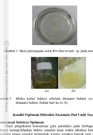Gambar 1  Hasil peremajaan isolat Brevibacterium  sp. pada media padat 