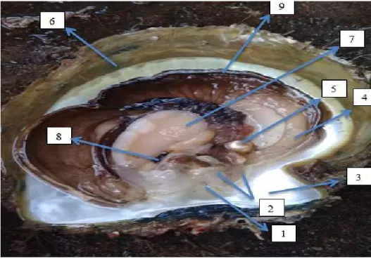 Gambar 2.1. Morfologi dan anatomi tiram mutiara (Pinctada maxima)   Data Pribadi 2019 