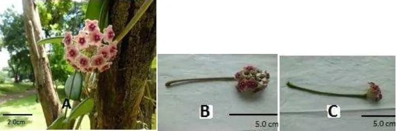 Gambar 7 Perbungaan  H. diversifolia A. Perbungaan B. Pedunkel hijau      kuning (YGN144A) C