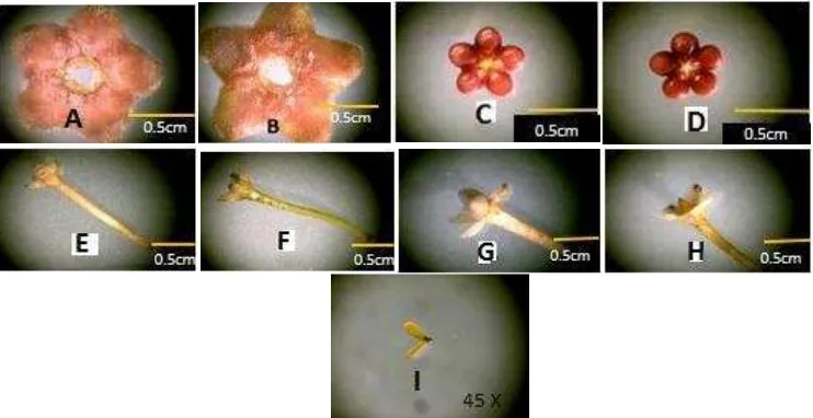 Gambar 8 Bunga H. diversifolia A. Mahkota Ungu Merah (RP63D)  